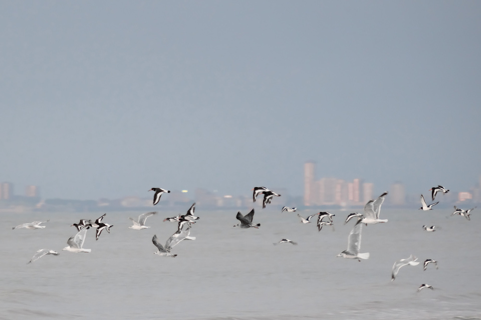 vogels