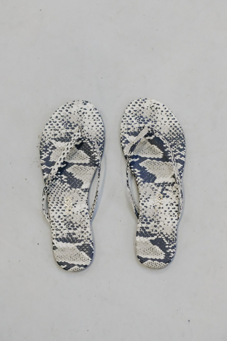 tkees studio exotic sandsnake